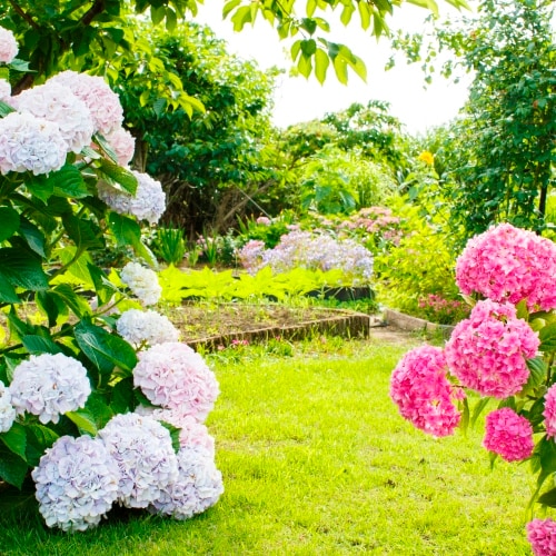 [Business in Umesaki] Seasonal flowers are in full bloom in the garden.