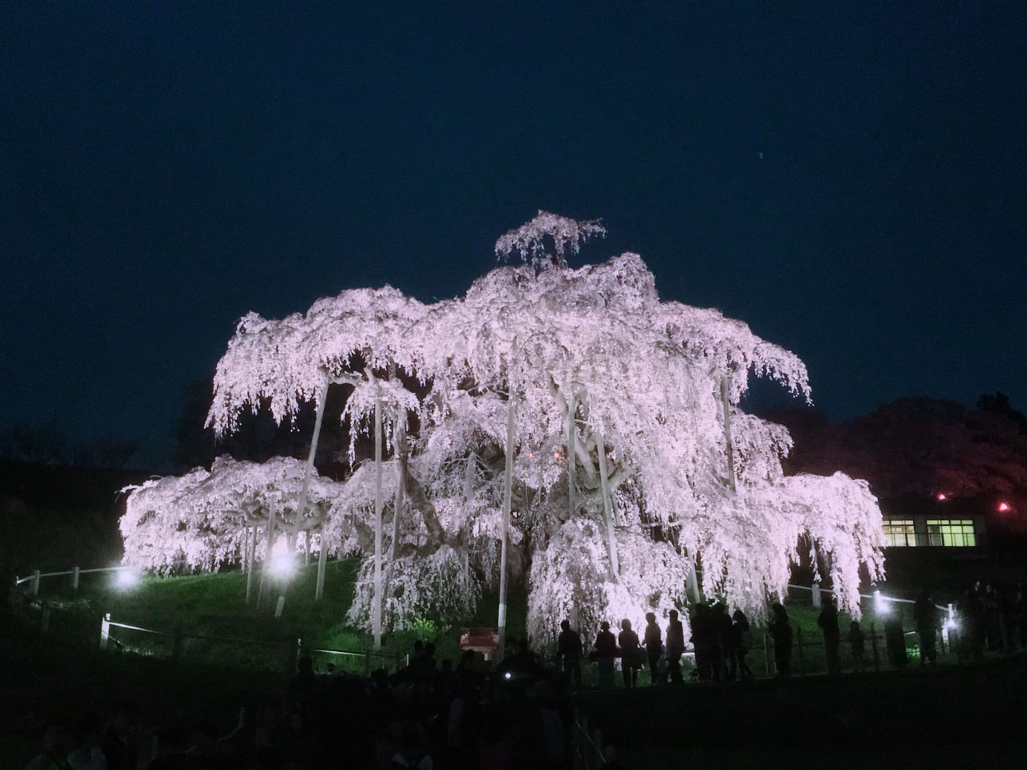 Takizakura Illumination (Miharu Town)