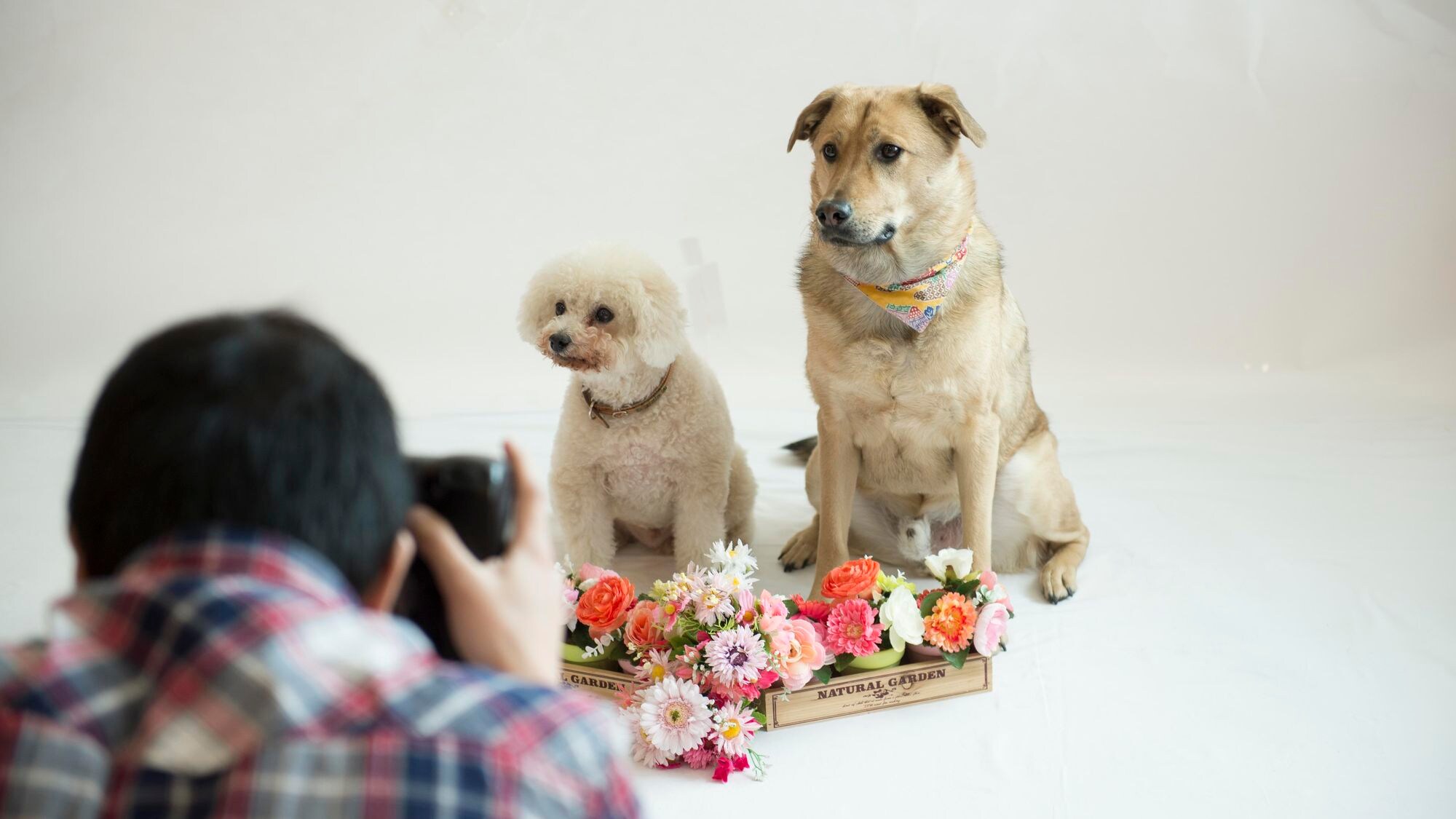 Dog photography studio (reservations required)