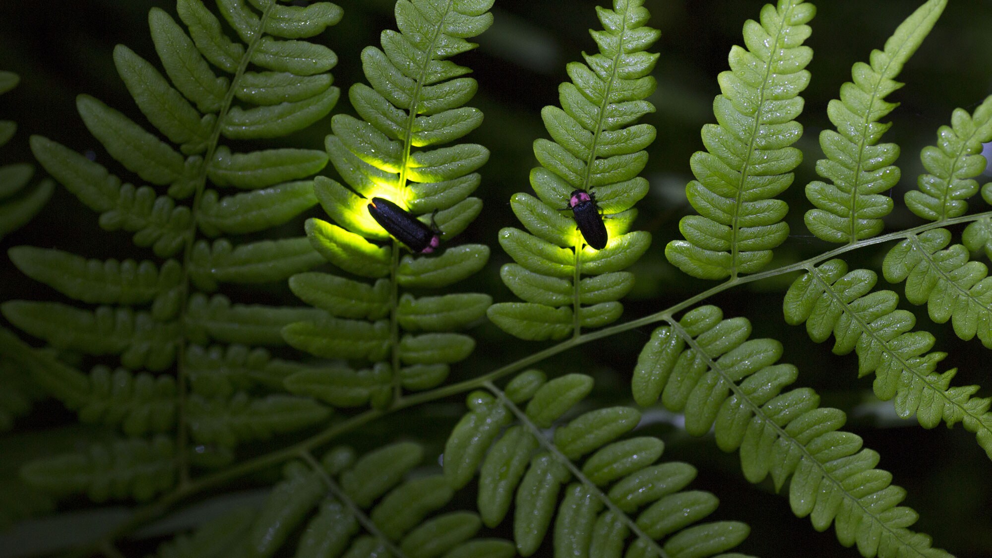 ** [Firefly viewing] You can watch fireflies near the hotel from late June to early July every year ♪