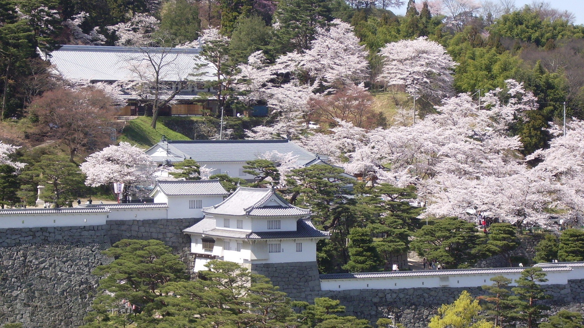 春天的霞城公園