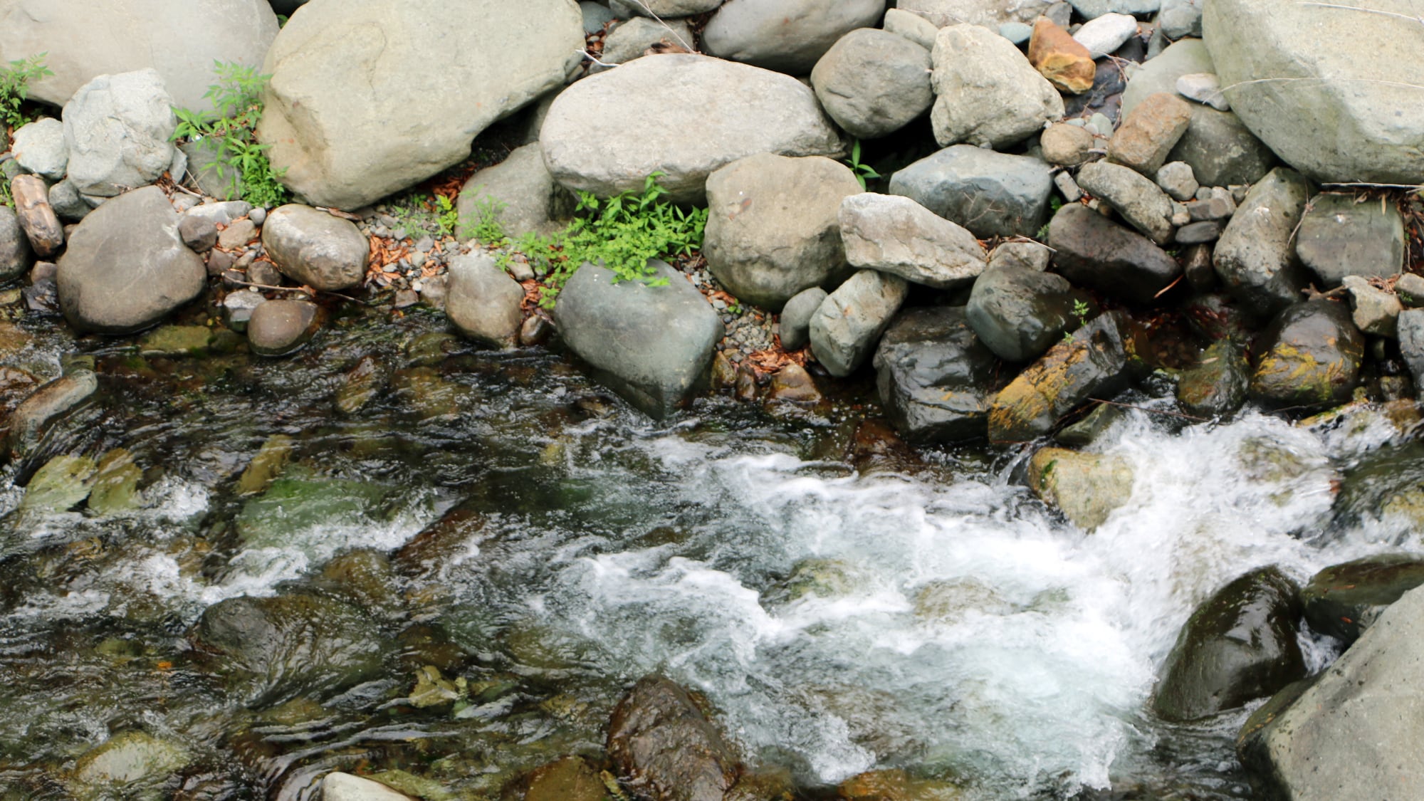 ◆카시와 사이에서 바라보는 강의 시냇물을 들으면서.