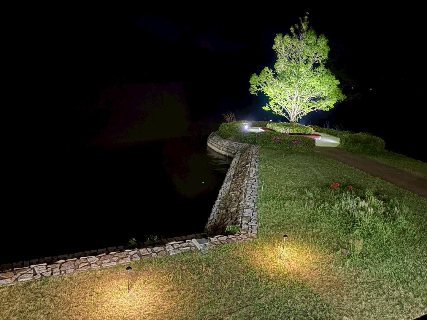 Tree.jpg