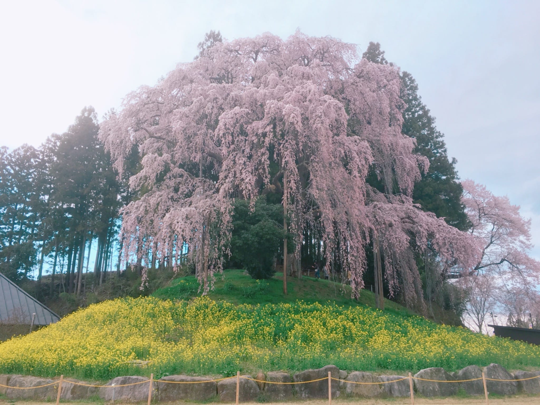 Battlefield Weeping Cherry Tree (Nihonmatsu City)