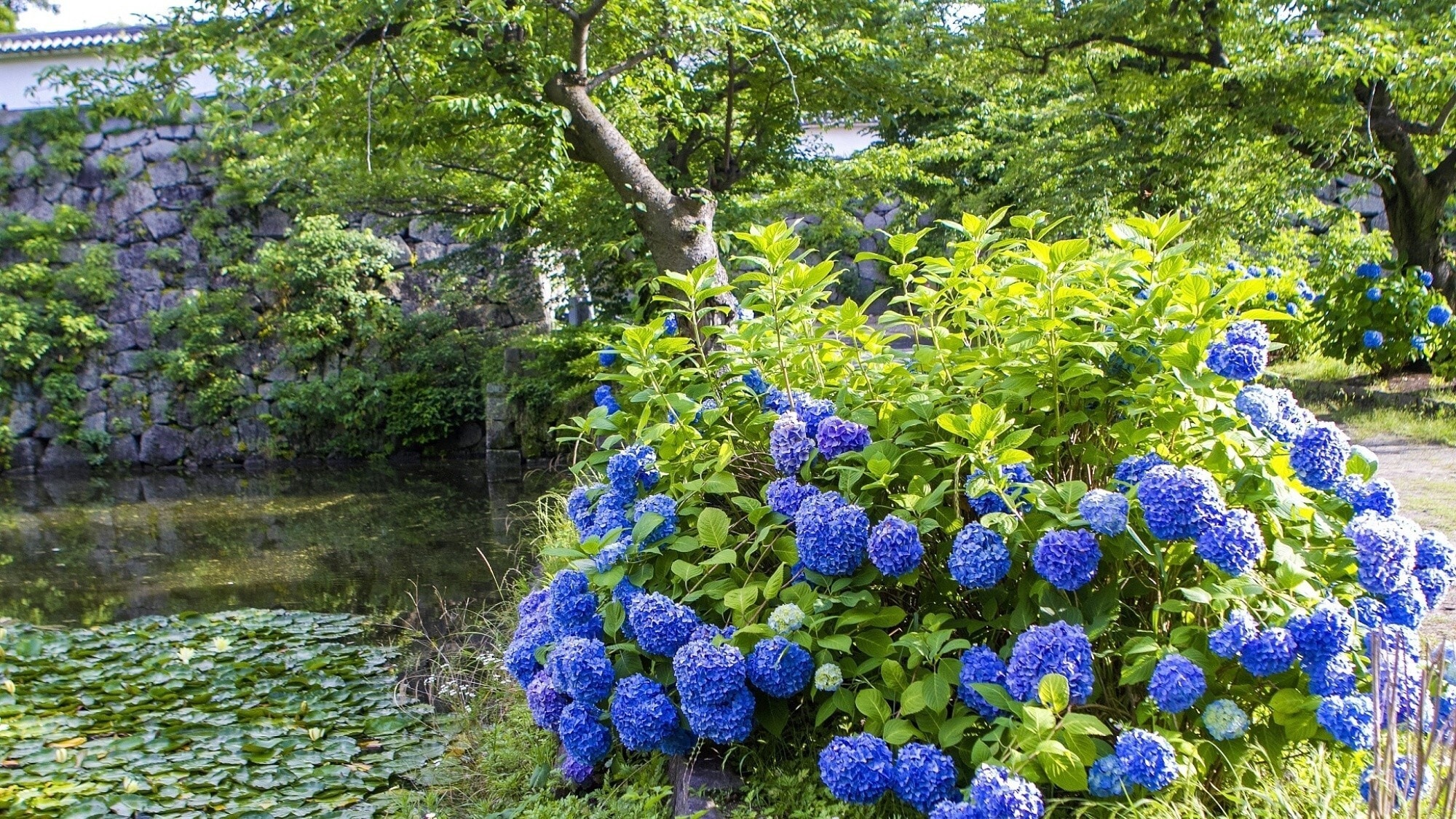 [Nearby sightseeing / Maizuru Park (summer)] Check the flower calendar! Hydrangeas and lotus flowers are in full bloom from mid-June / Photo courtesy of Fukuoka City