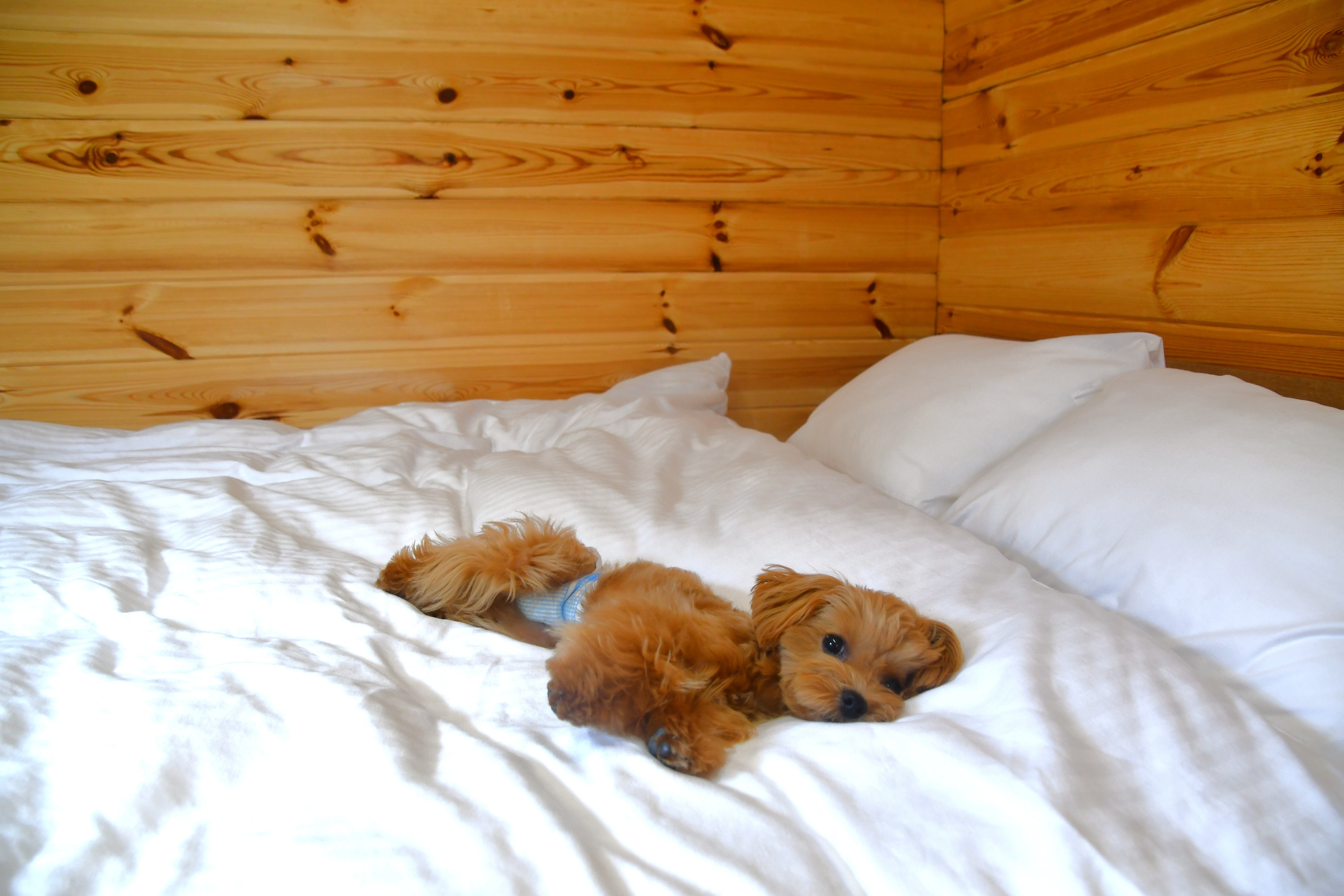 [Dog Cabin] Dogs allowed on beds