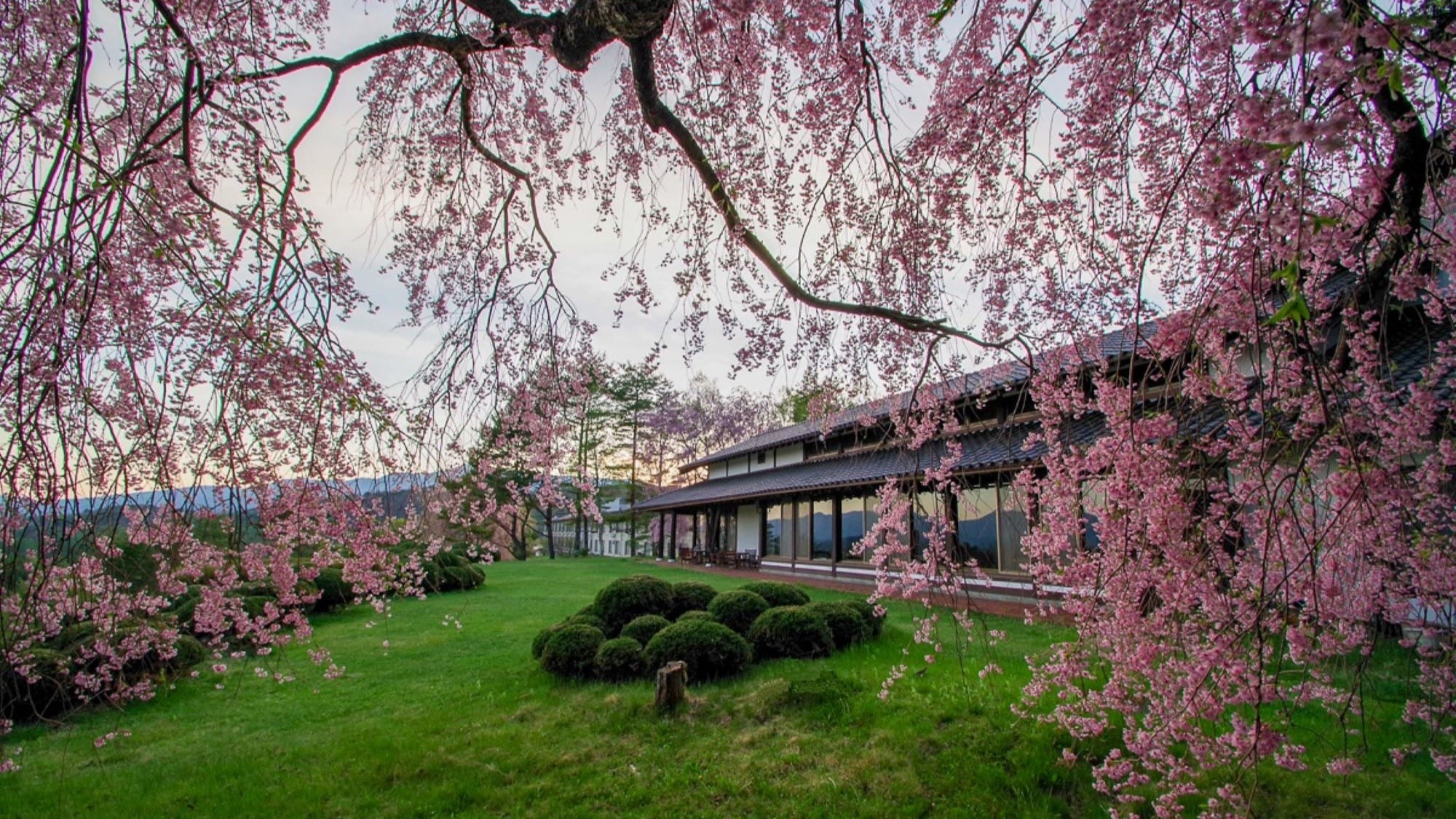 Sakura in front of the hotel