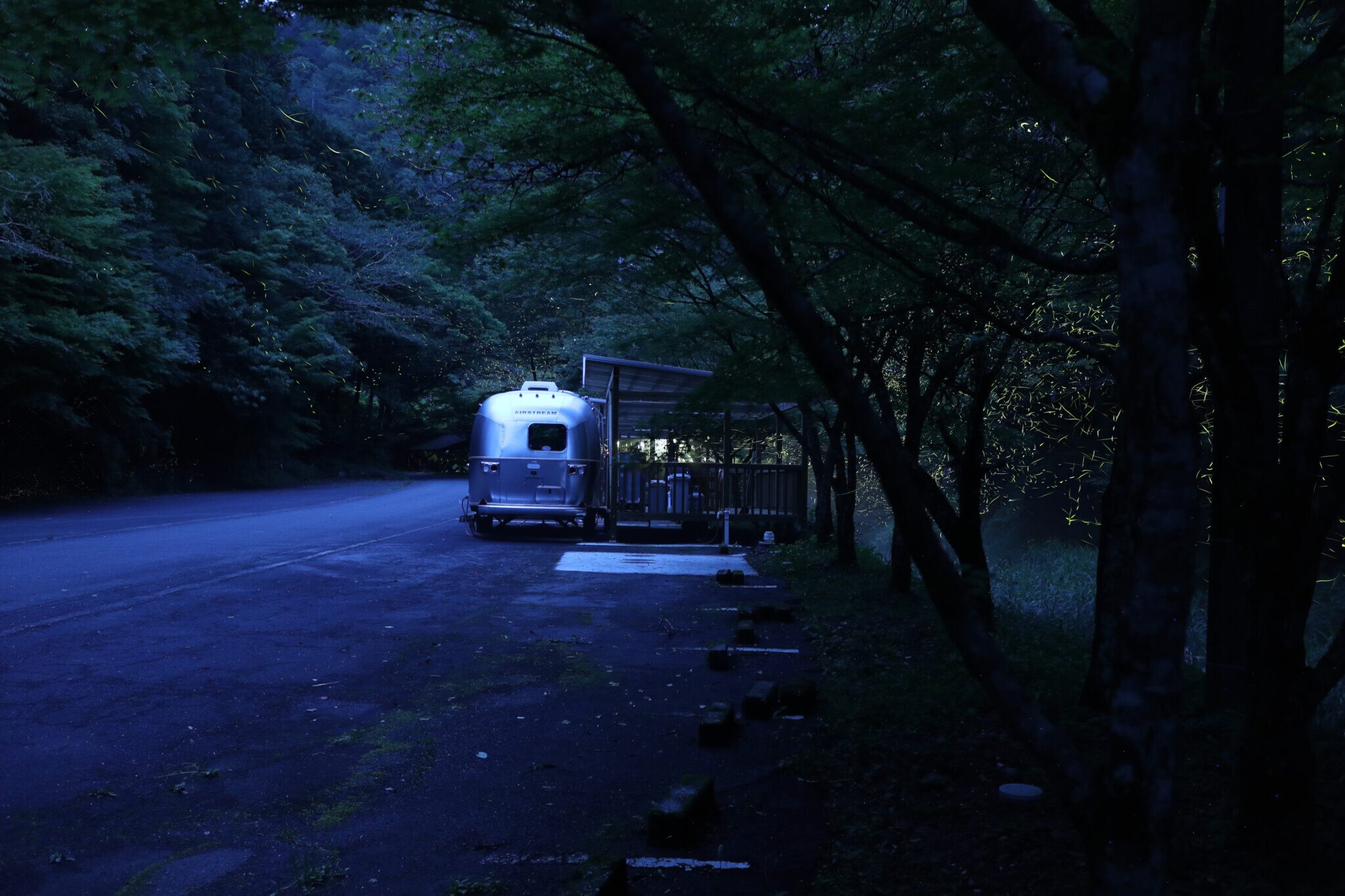 Firefly