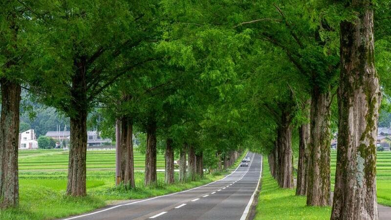 The Metasequoia Avenue is a 10-minute drive away. (Spring/Summer)