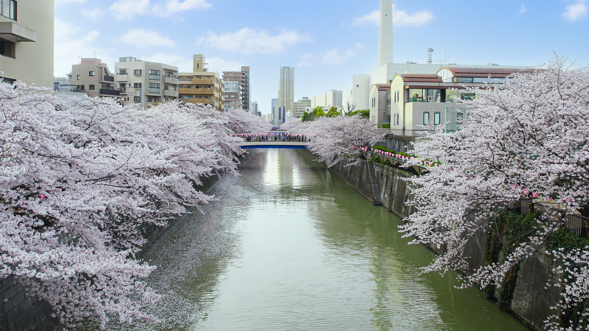 [Meguro River] (mid-March to early April) A famous cherry blossom spot that can be reached on foot from the hotel.