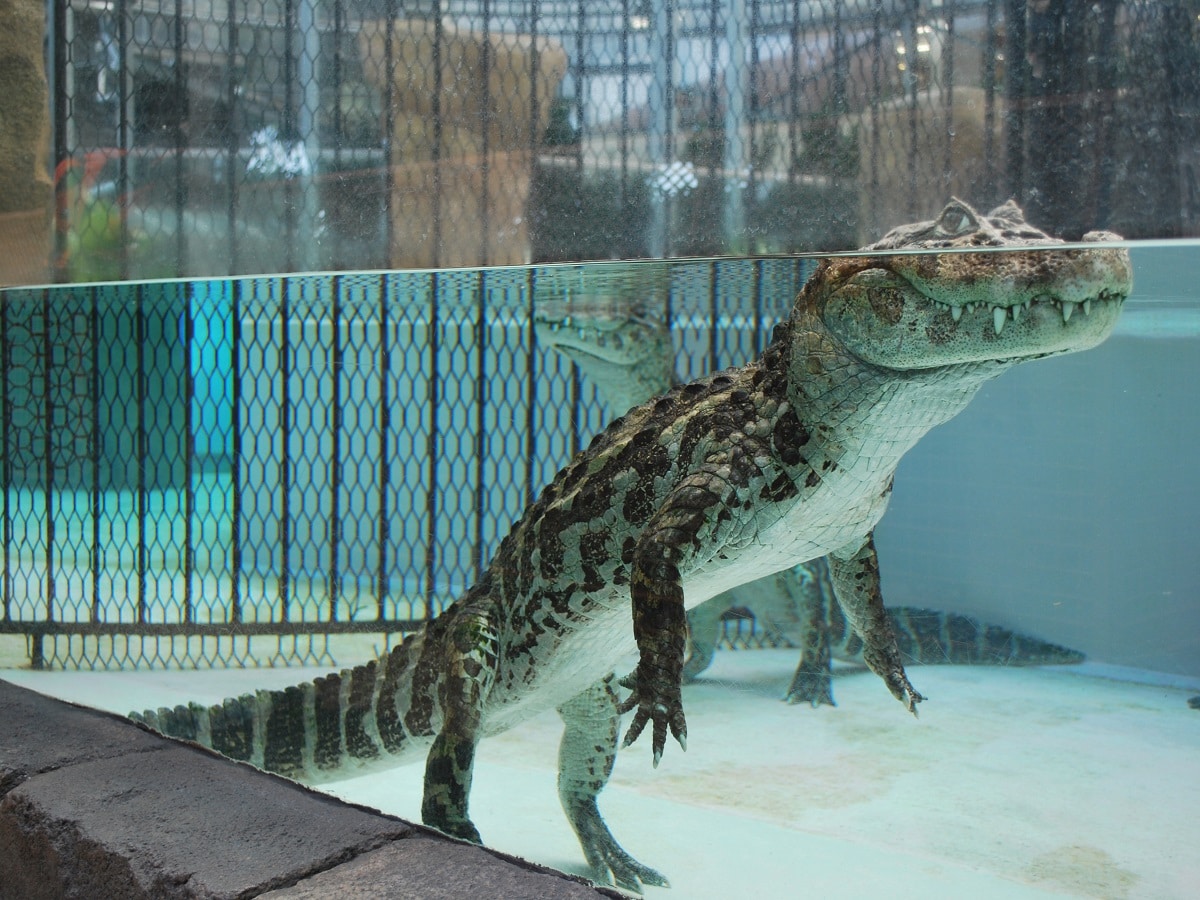 Atagawa banana crocodile garden