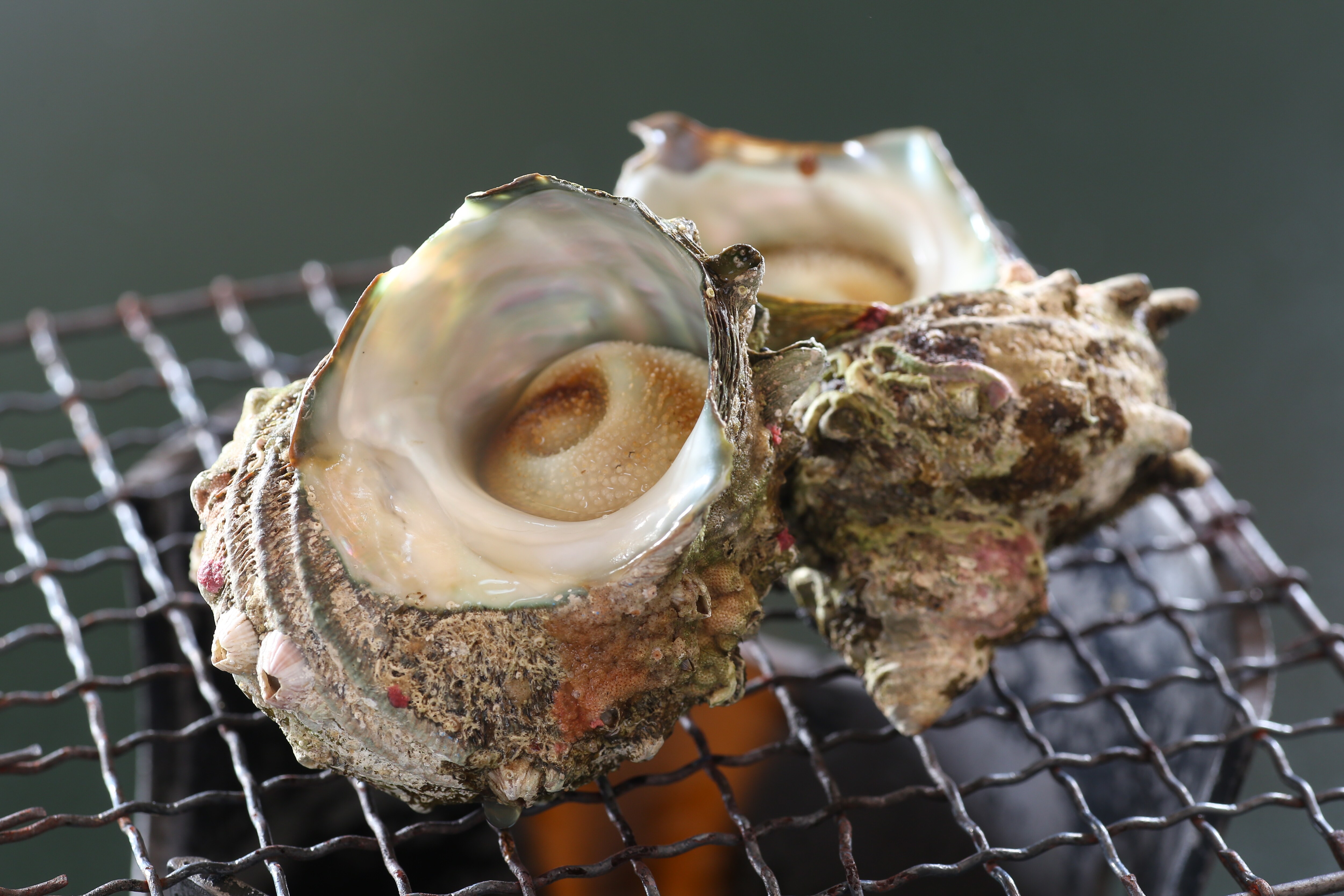 Turban shells can be harvested from June to August.