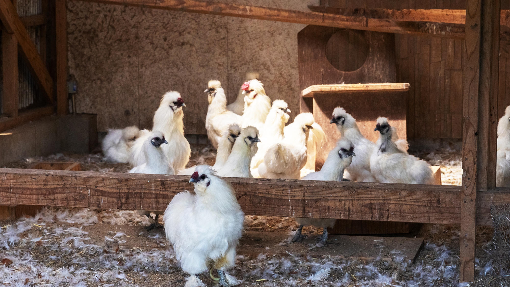 There is also a chicken coop in the backyard where we raise chickens and other birds.