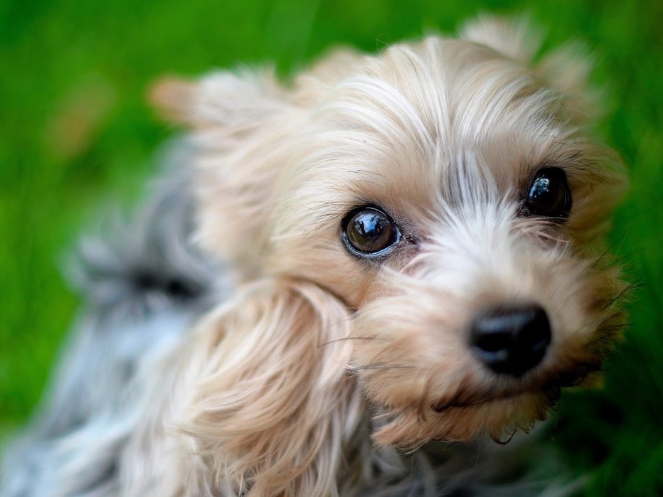 Hotel tempat Anda dapat menginap bersama anjing Anda.