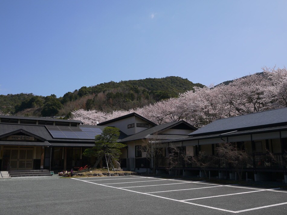 Sakura With Exterior