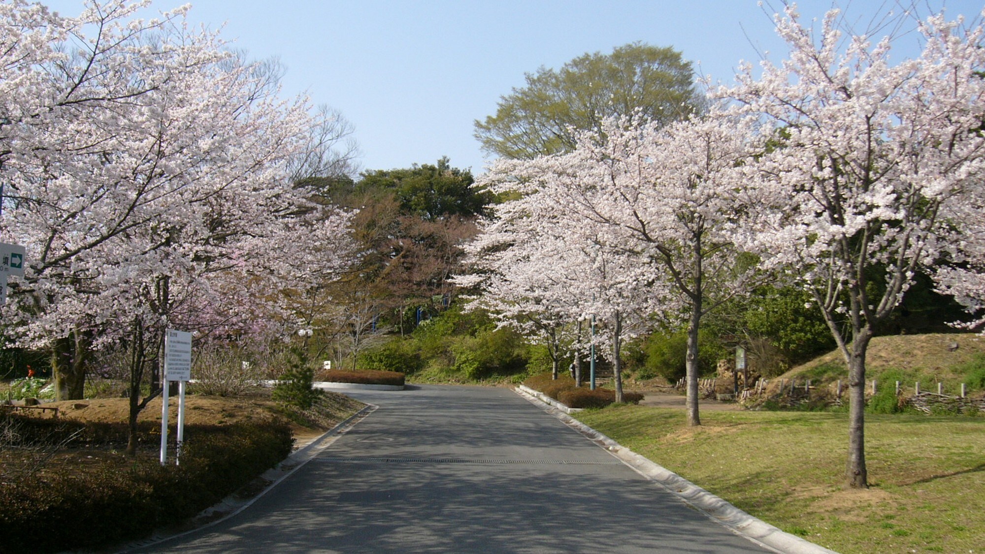 The rows of cherry blossom trees in Ashikaga Park sway in the spring breeze. Pale pink petals fluttering in the air create a beautiful spring scene.