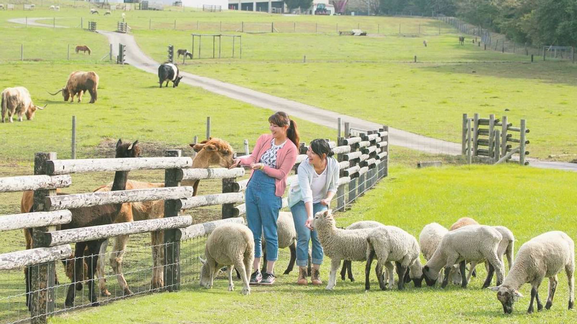 ** [Mother Farm (image)] Lots of cute animals, including sheep and llamas ♪