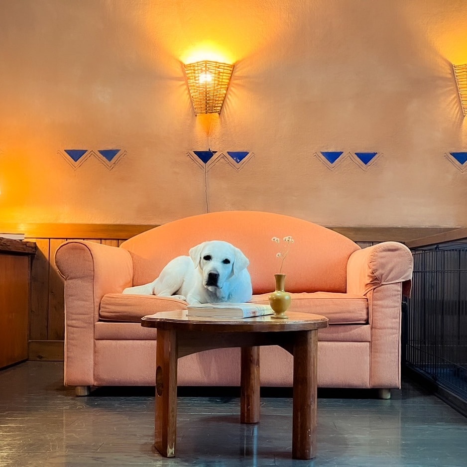 Pets are also welcome to use the beds and sofas provided in the guest rooms.
