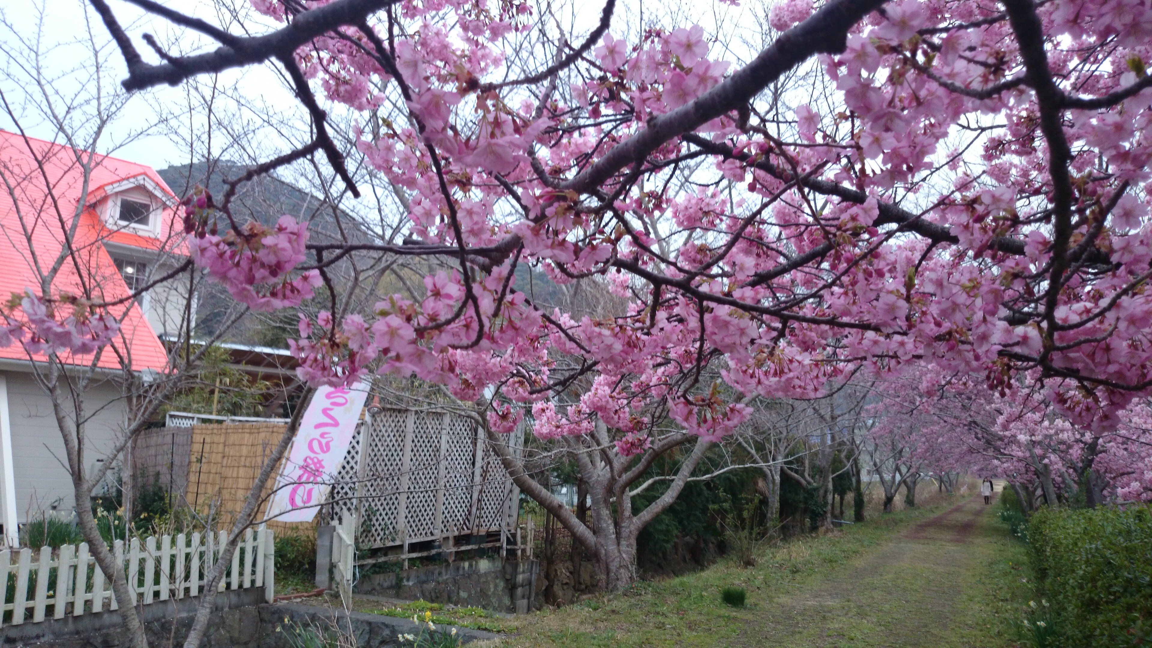The walk from the backyard of the pension is lined with Kawazu cherry trees.