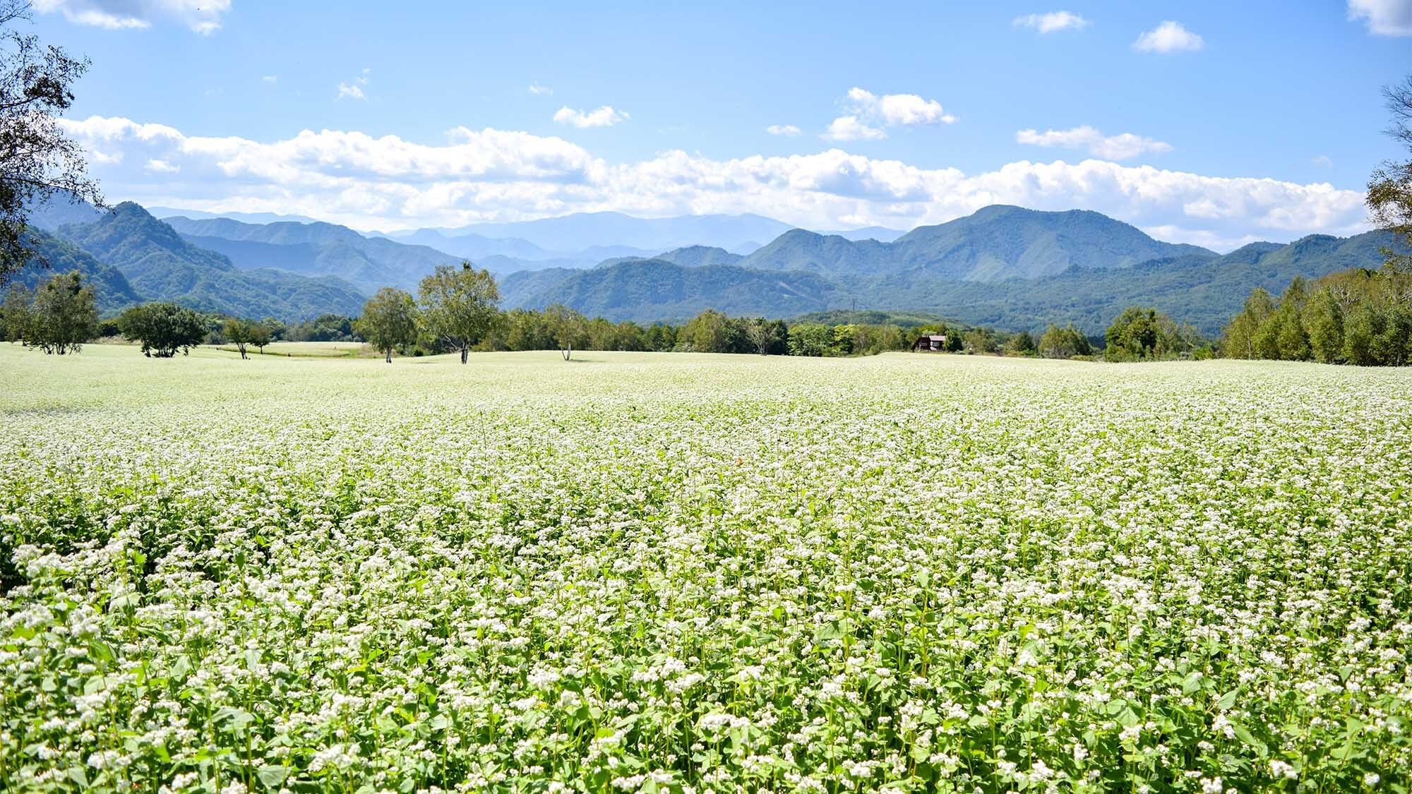 ・Buckwheat fields: Pure white flowers bloom from late August to early September.