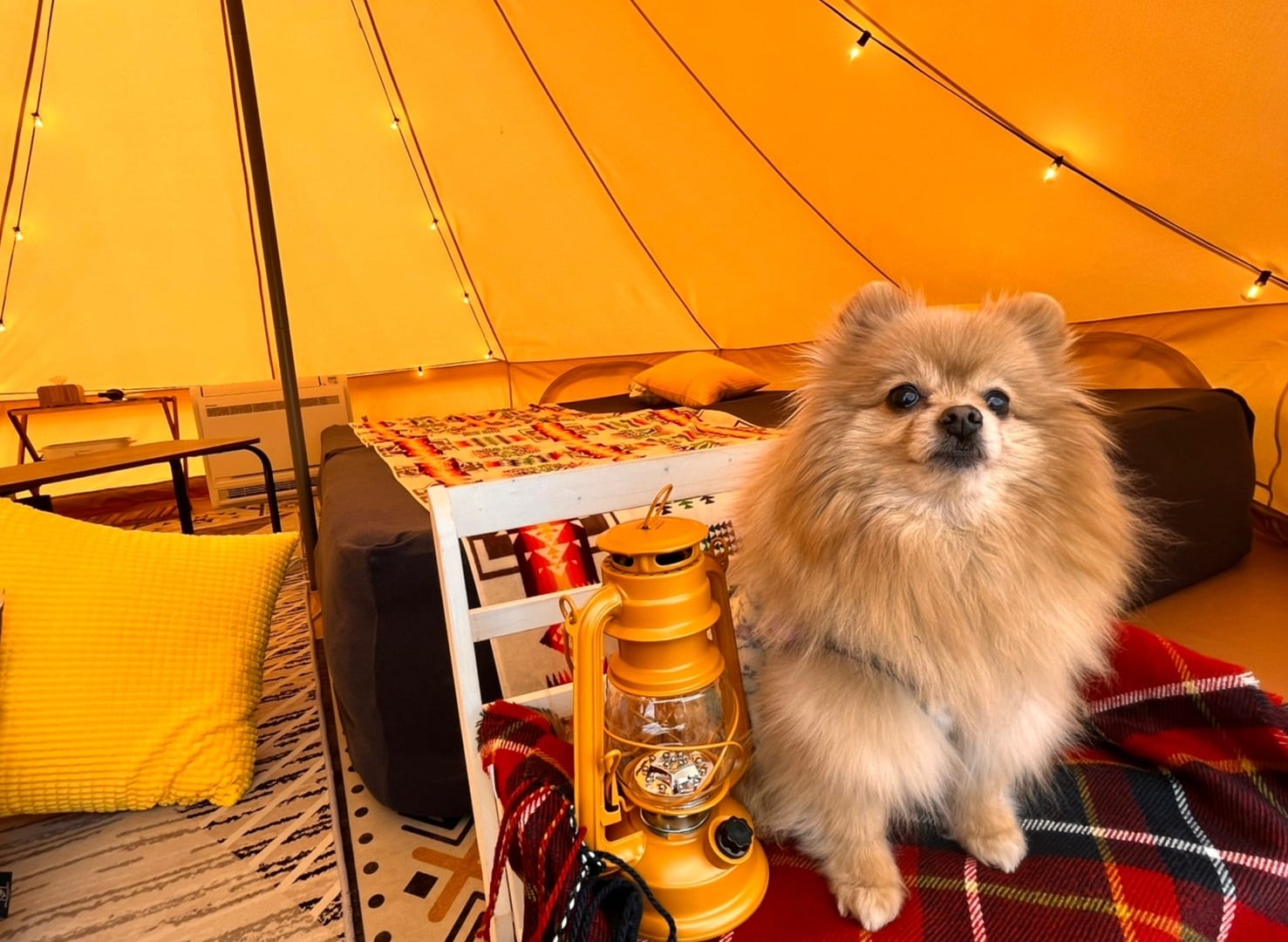 Pet dog site
