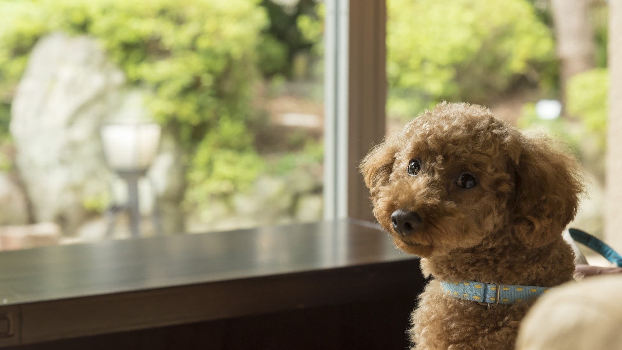 Dog image