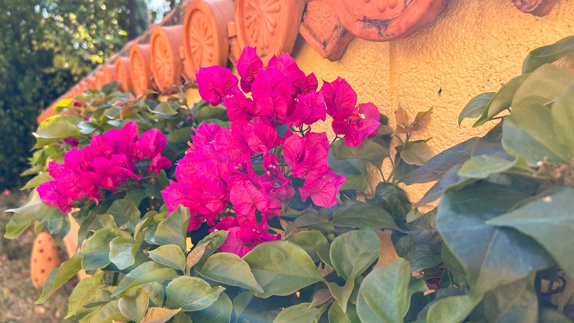 ・[Courtyard] Bright bougainvillea is blooming