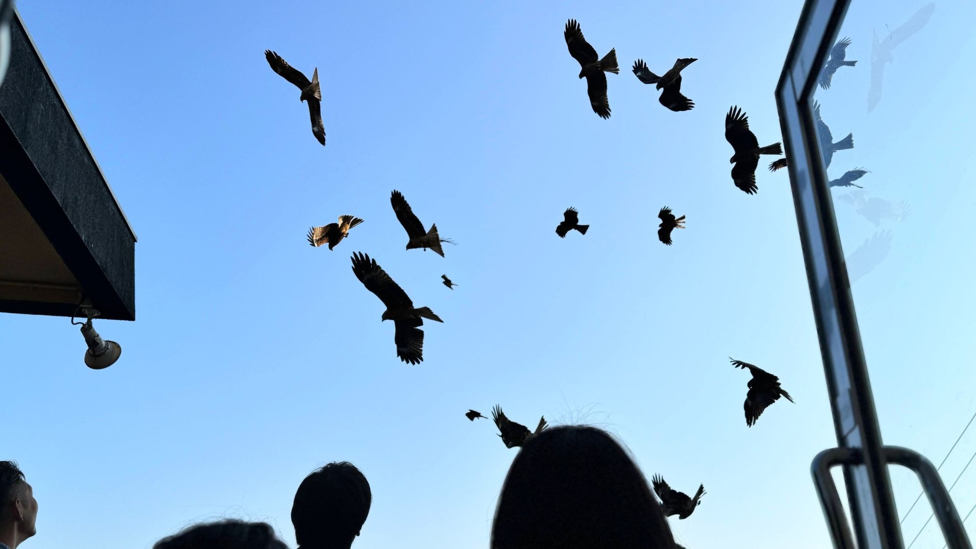 Black kite feeding experience