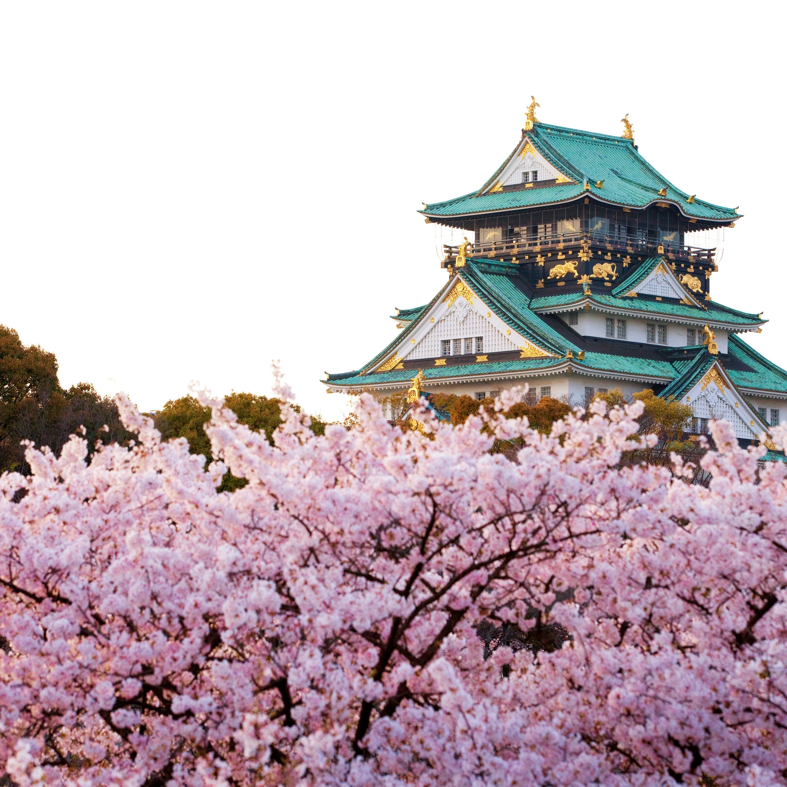 [Osaka / Tamasya] Berjalan kaki ke objek wisata "Kastil Osaka"