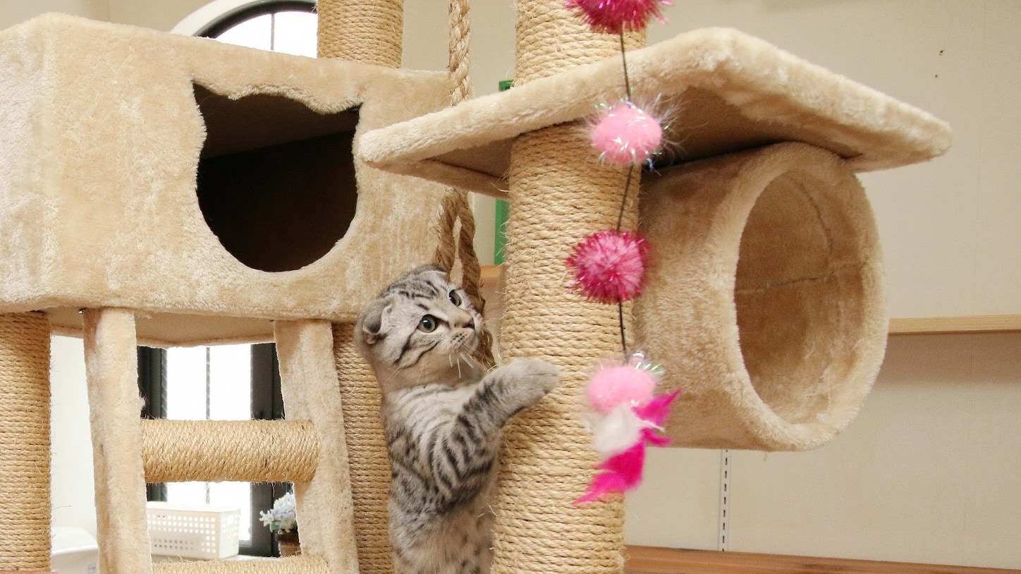 Cat Room