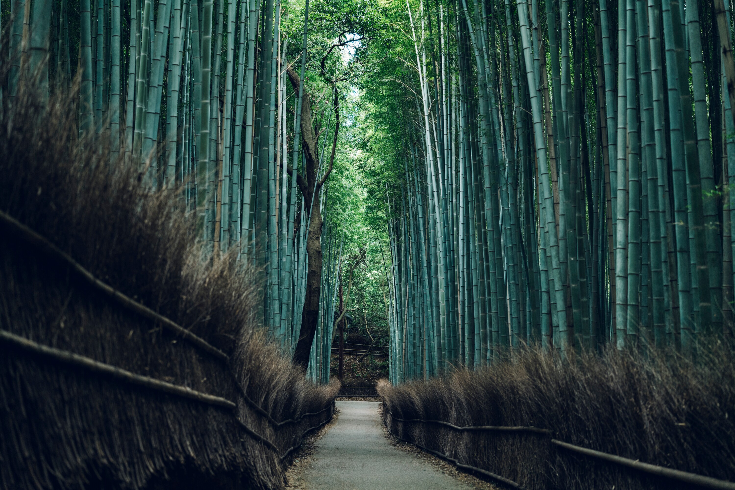 Pemandangan Arashiyama