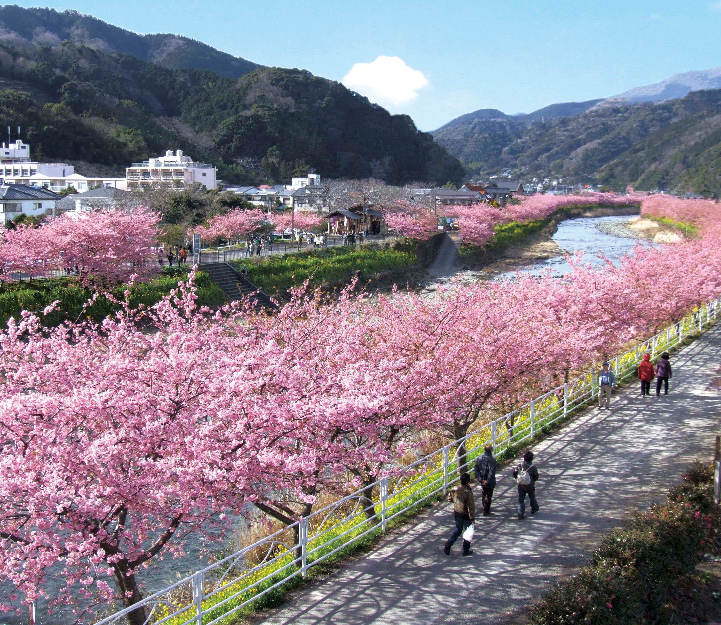 Festival Bunga Sakura Kawazu