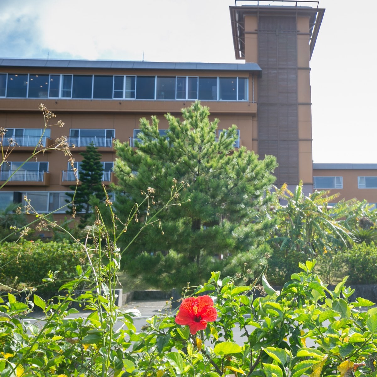 Hibiscus blooming appearance