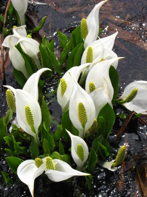 Sekelompok kubis sigung