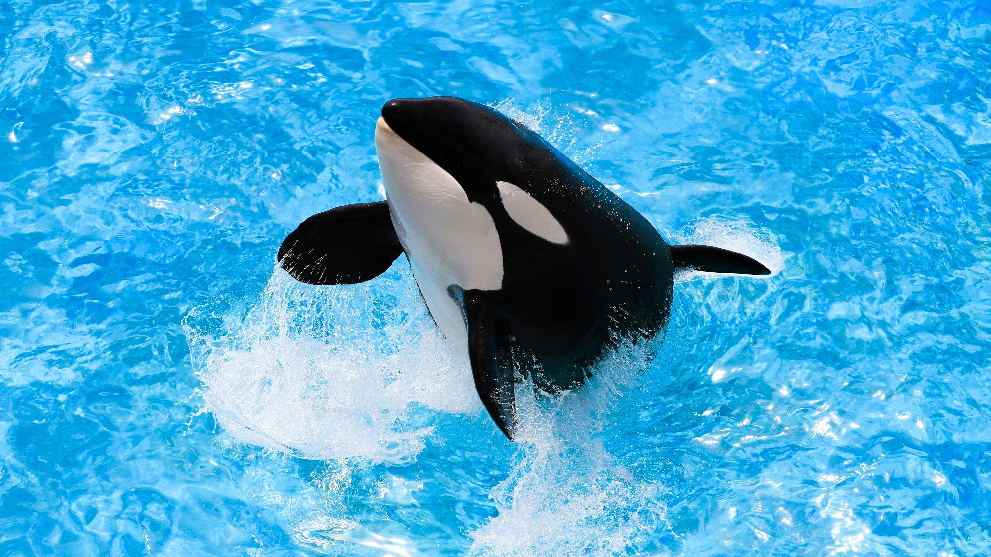Kamogawa Sea World is just a 10-minute drive away!