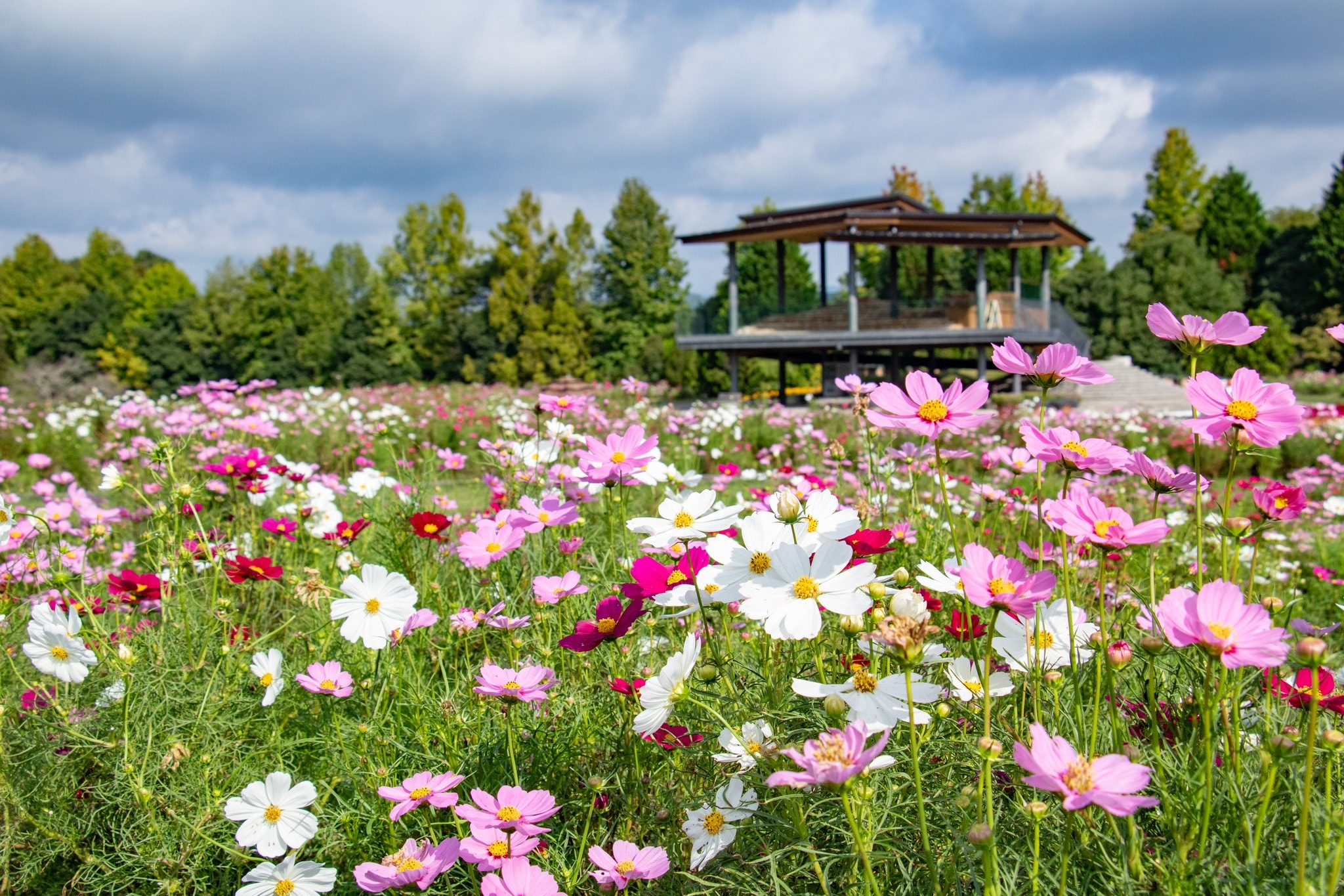 Hillside Park Cosmos