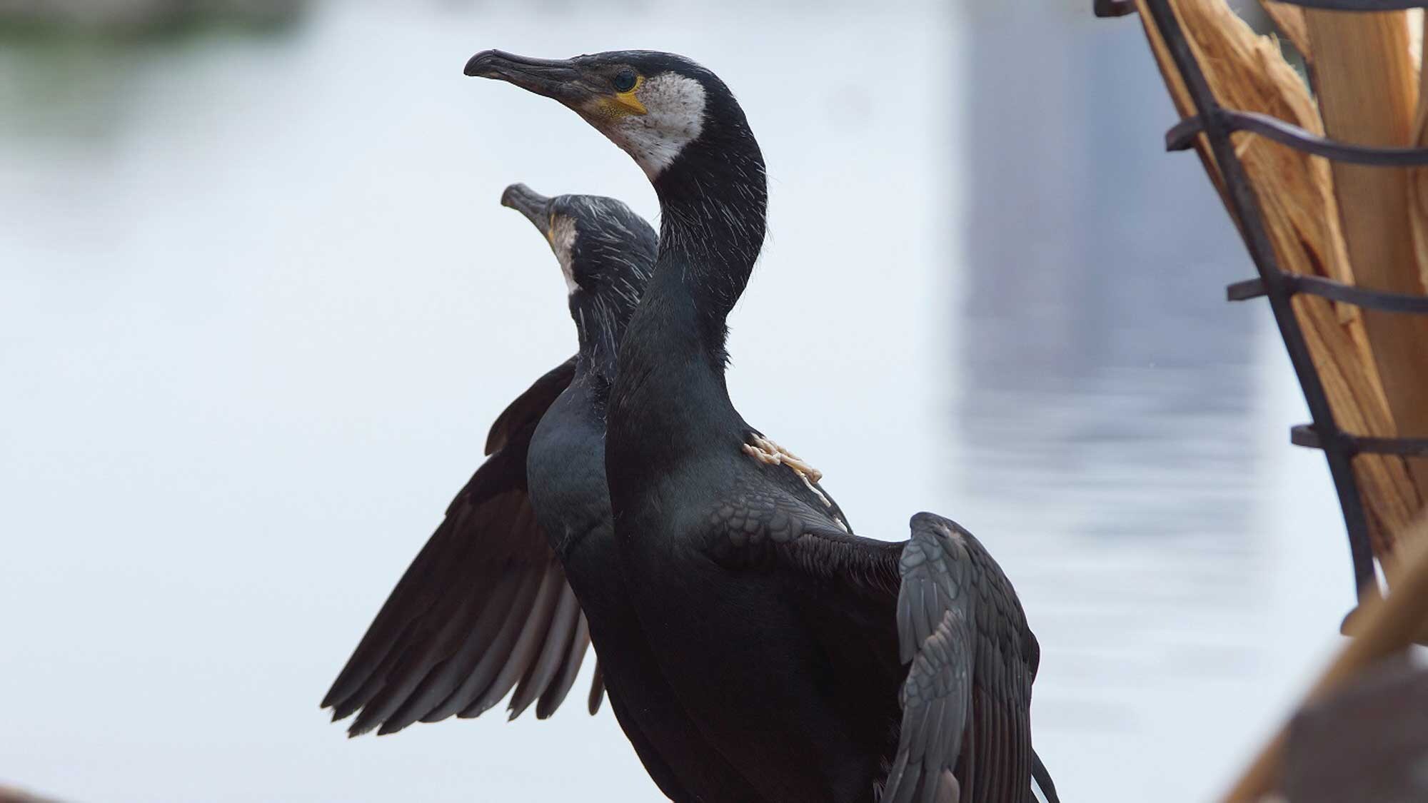[Kawa cormorant] Image