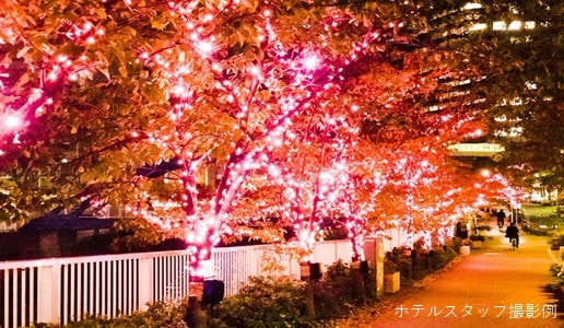 Meguro River Illumination ③