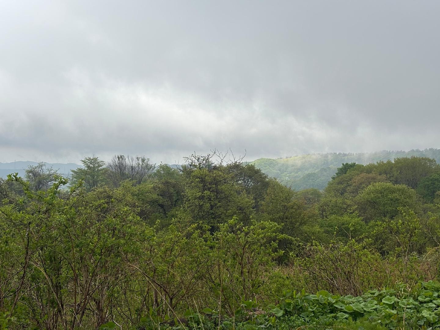 IMG_0970.jpeg