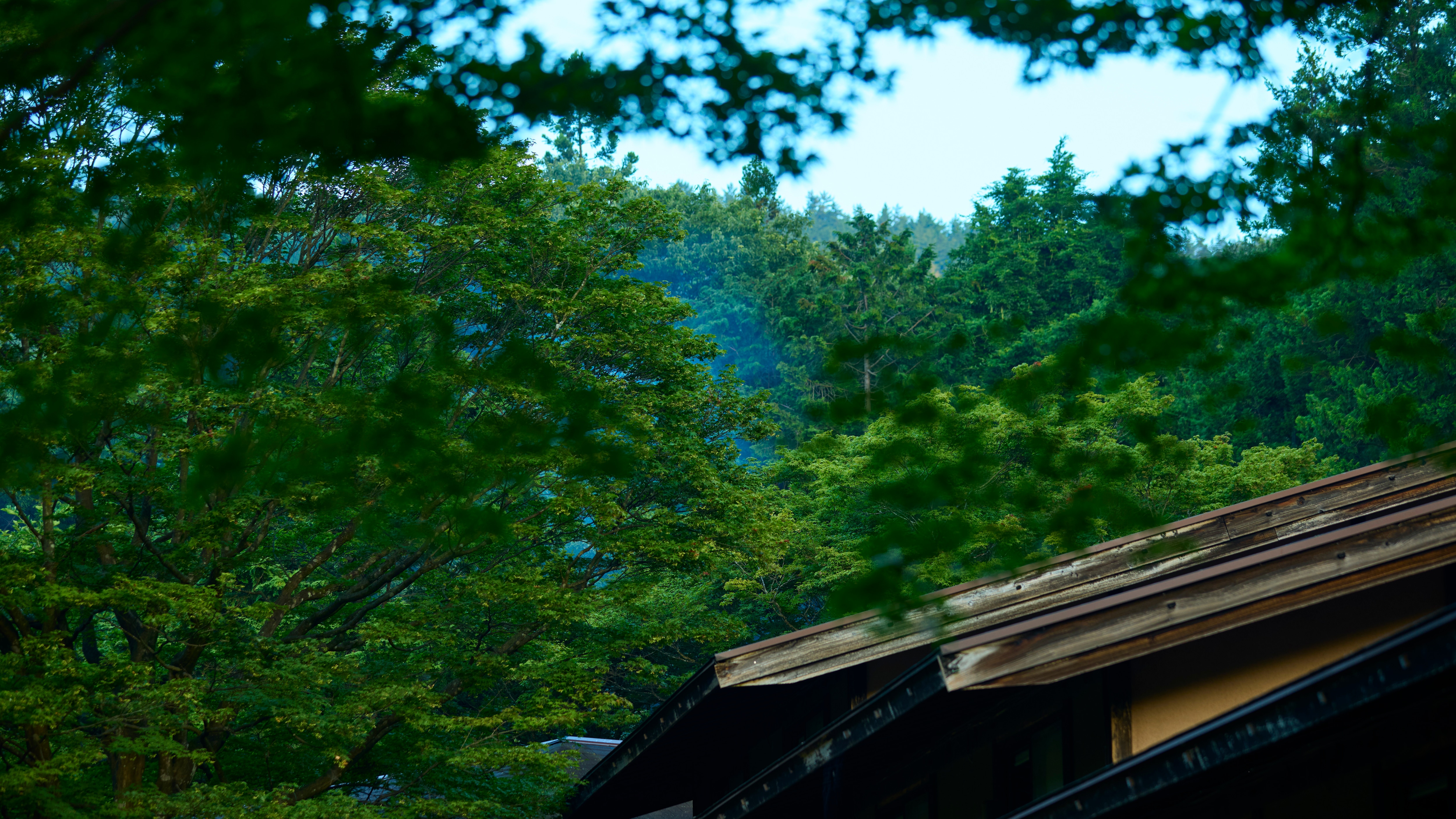 Our hotel is surrounded by nature