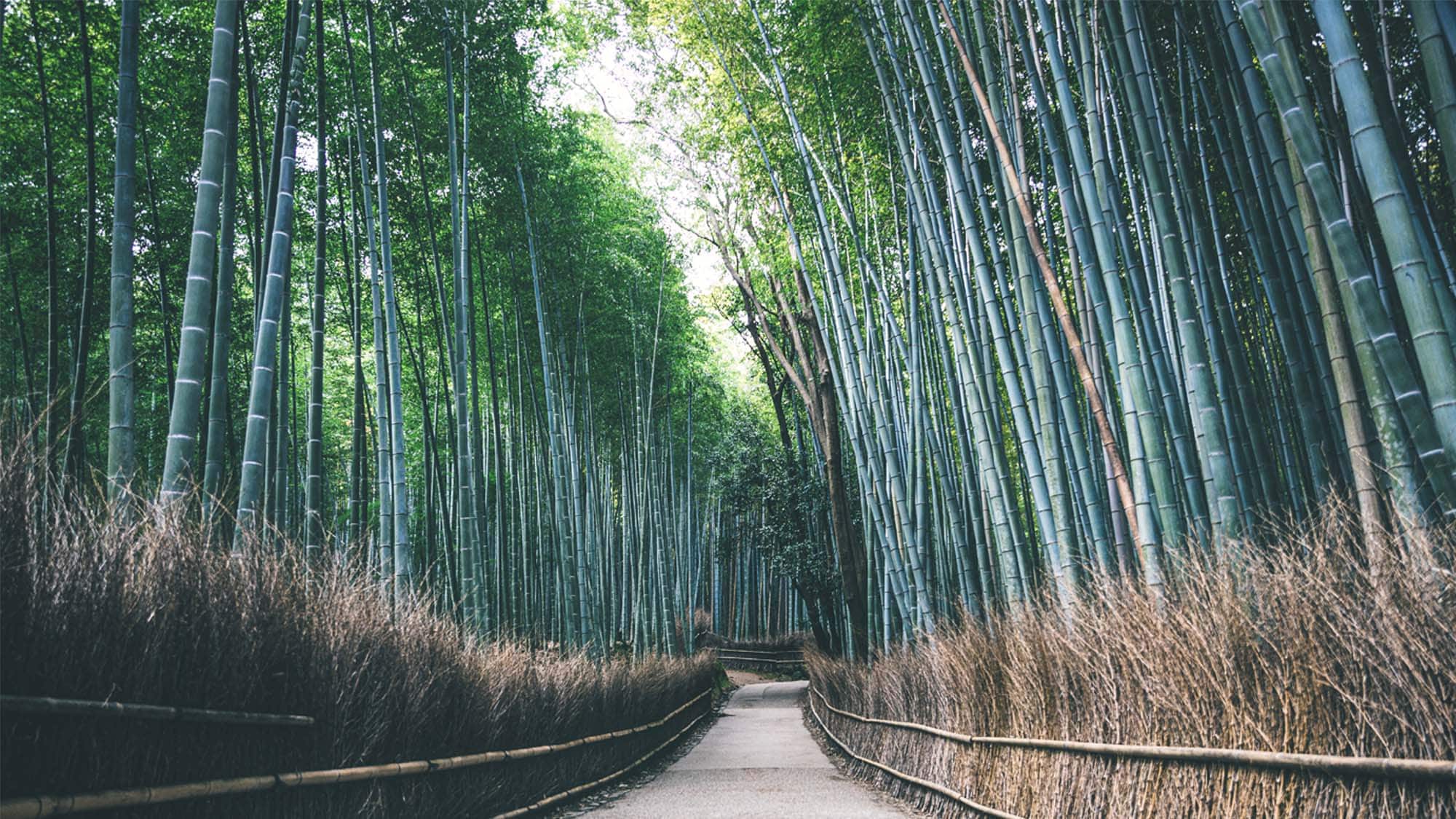 竹林小徑
