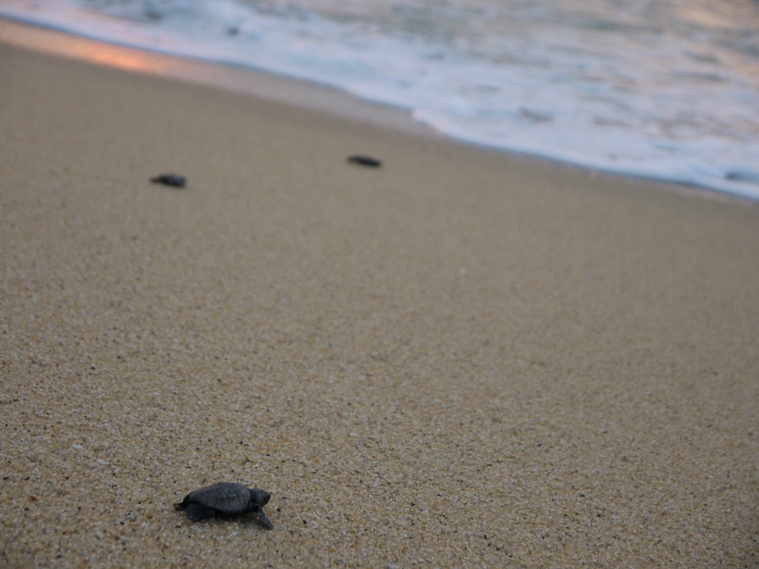 Baby Turtle on a Country Beach