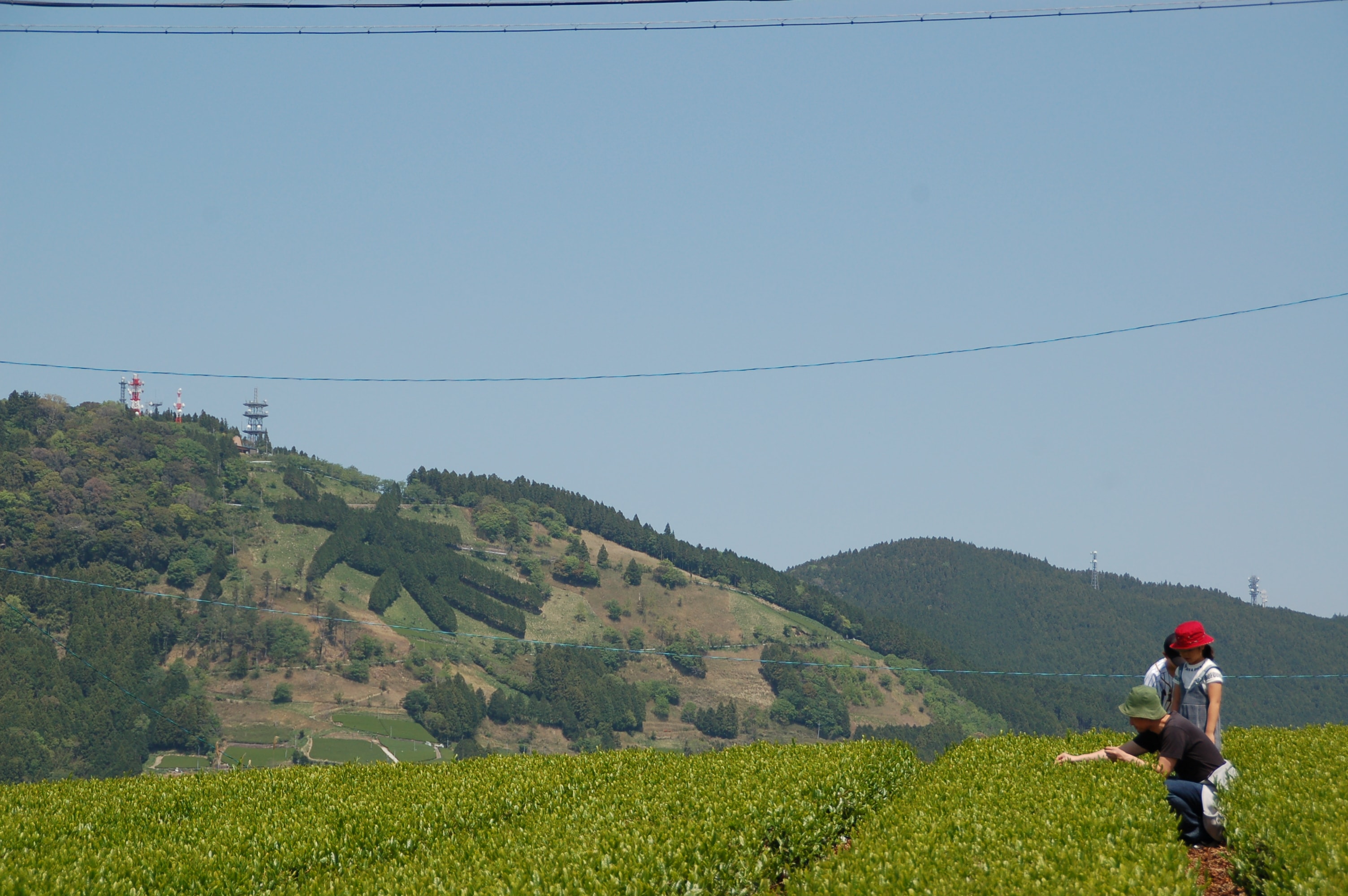 Experience picking tea leaves with the word "tea" written in the background