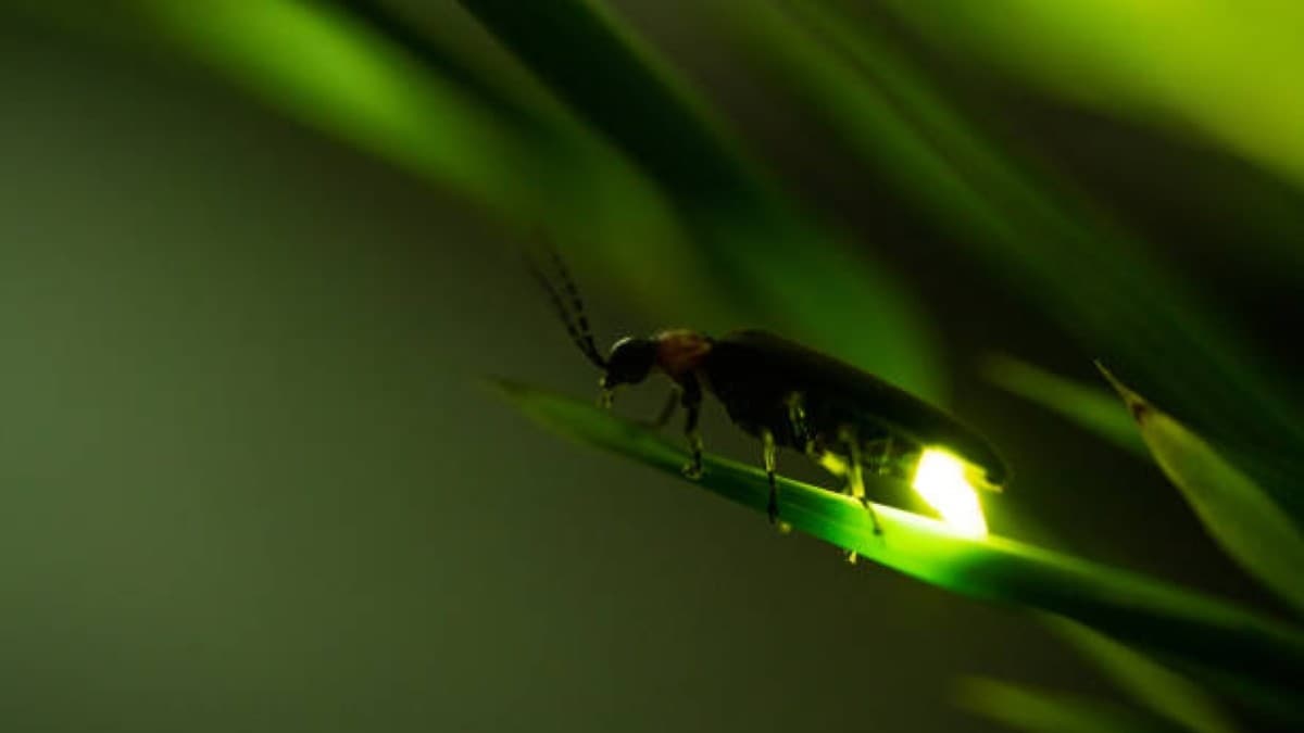 例年5月末ぐらいから舞い始めます