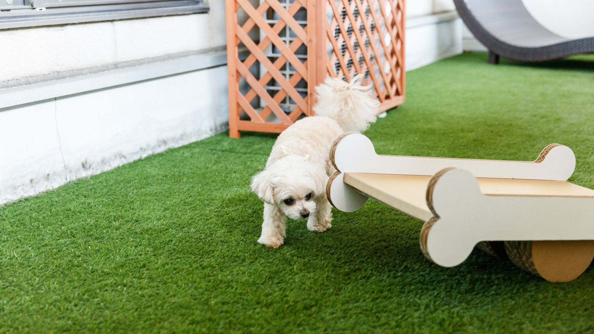 Pure Japanese-style guest rooms with private dog run