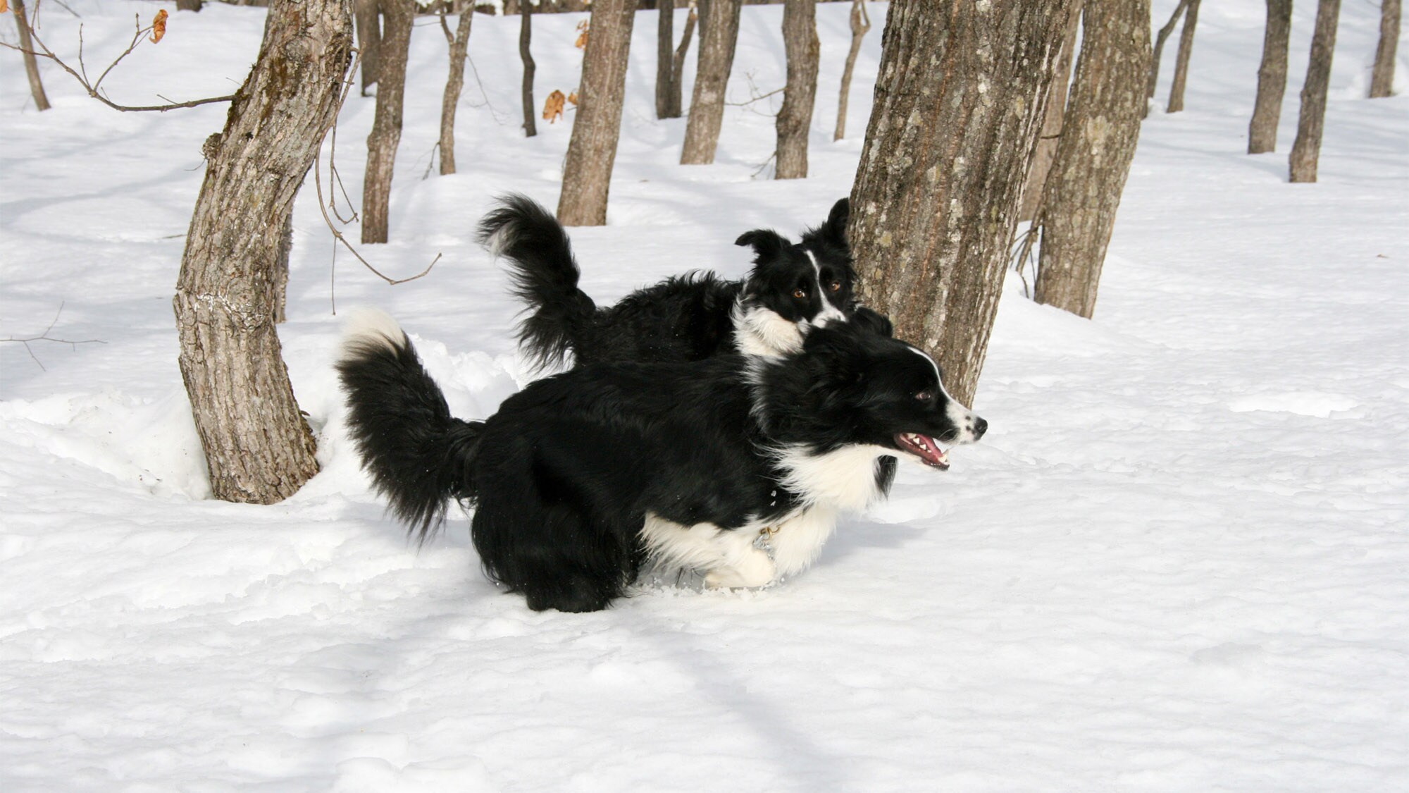 ・Quela and Elan love snow