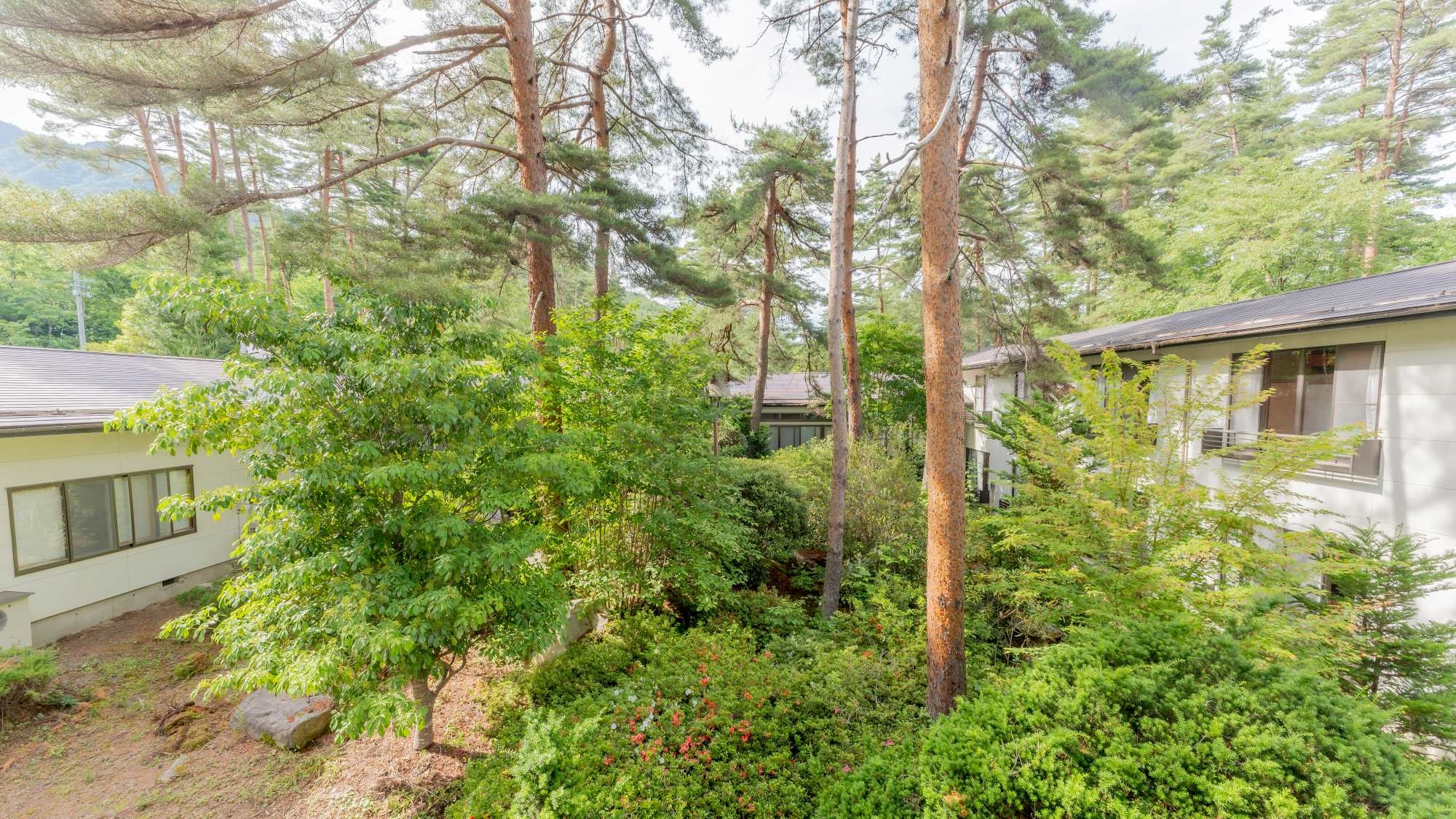 *[Courtyard] A garden rich in nature with pine forests and blooming mountain azaleas.