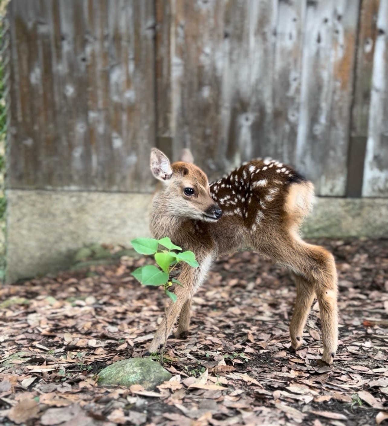 年輕的店主和她的朋友“阿祖基”