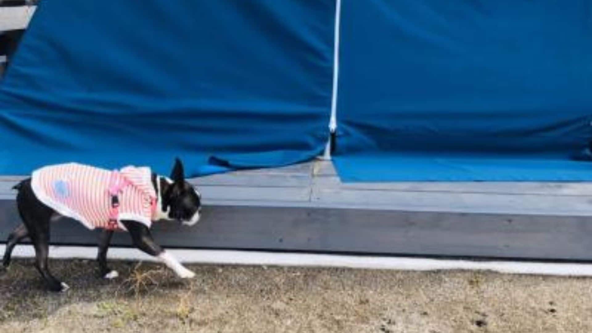 Dog tent