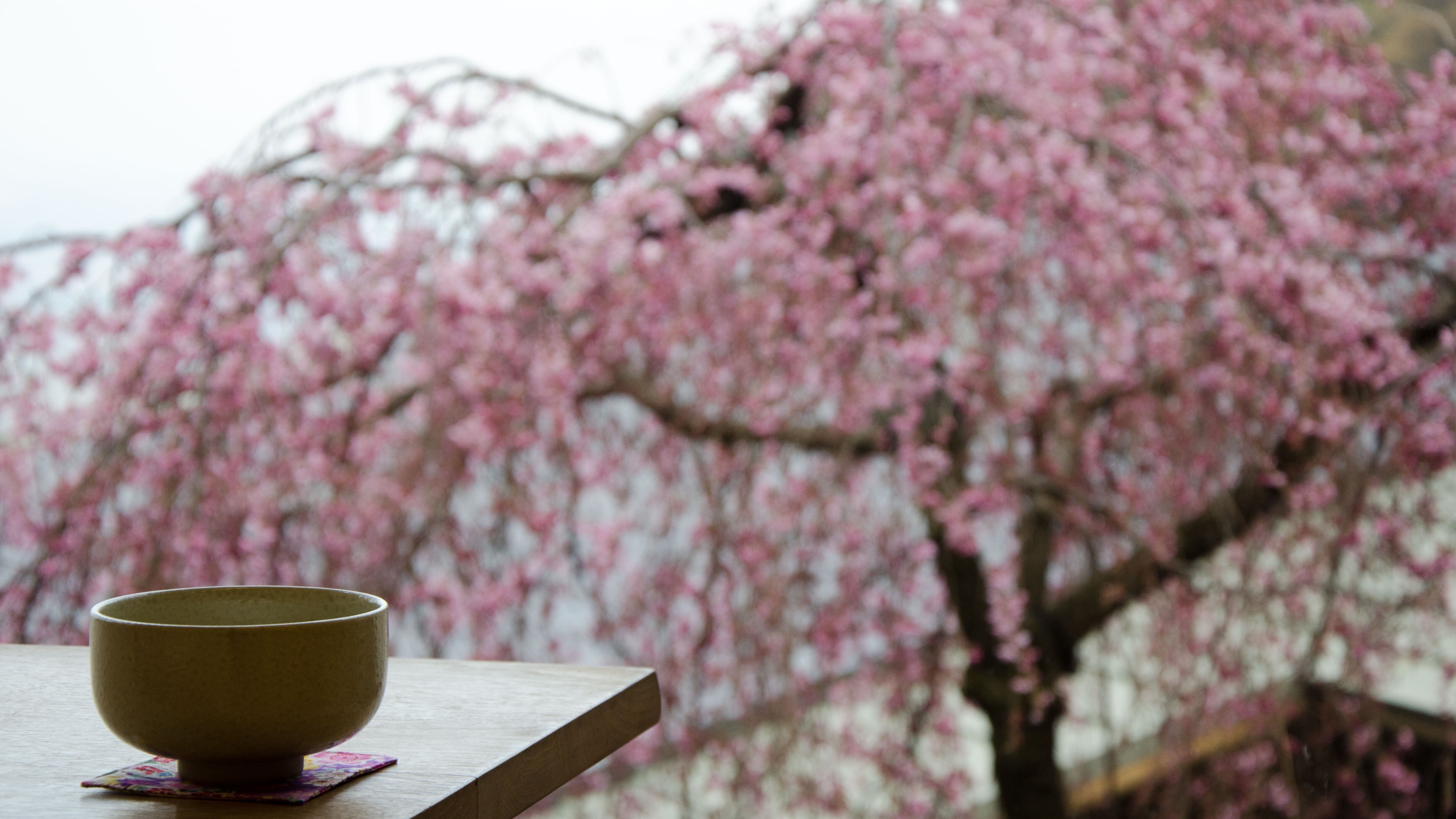 ดอกซากุระในล็อบบี้